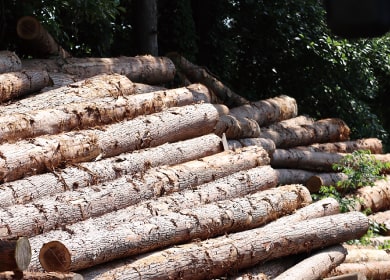 屋久島の並べられた丸太