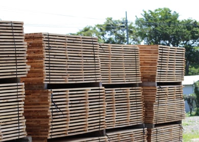 出荷前のきキレイに整頓されたヤクイタ