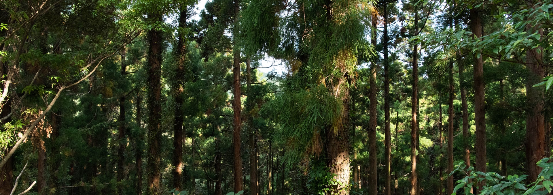 屋久島の森の中