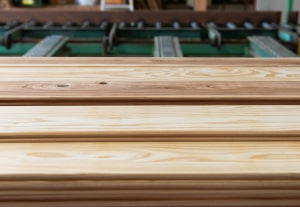 屋久島の森で眠る