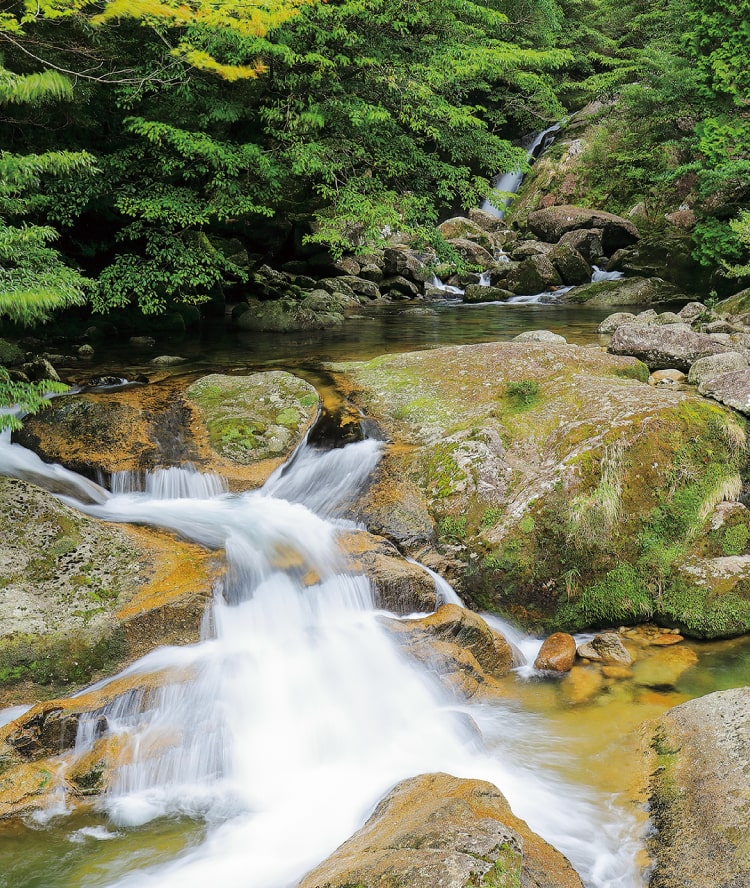 原生林を源とする水