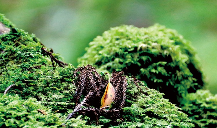 豊富な水分を含む苔