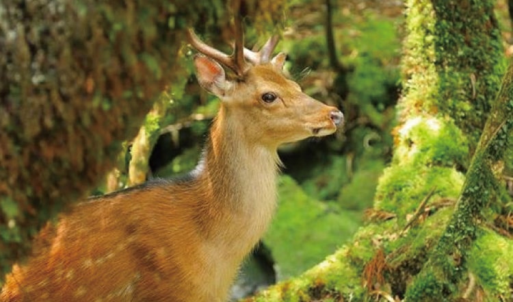 屋久島に棲む動物