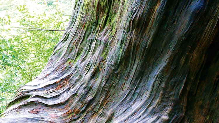 美しい流線形を描く木目