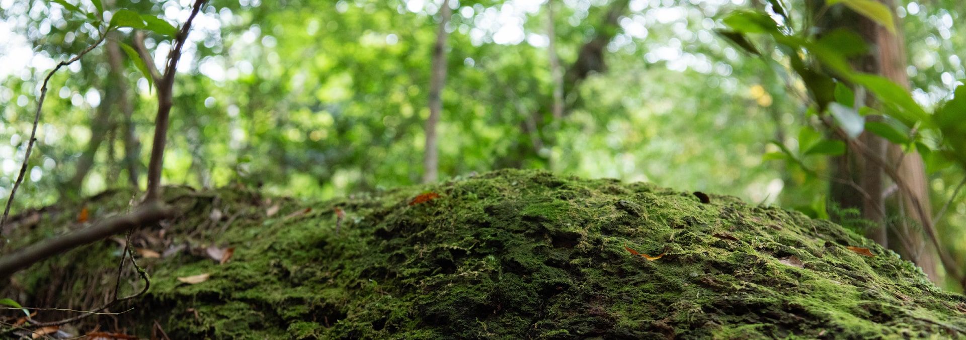 屋久島の森の中